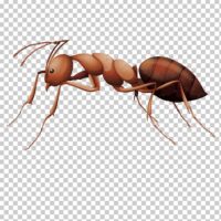 ant