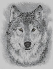 gray-wolf